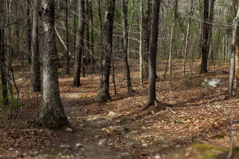 Lace Up Your Boots: Cape Cod's Best Hiking Trails Have Nothing to Do with Sand