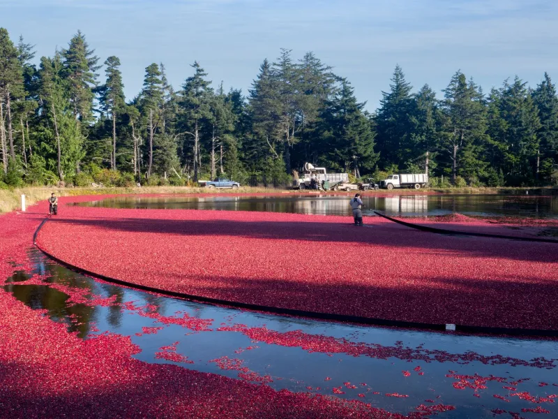 Red Gold: Getting Up Close with Cape Cod's Cranberry Farming Tradition